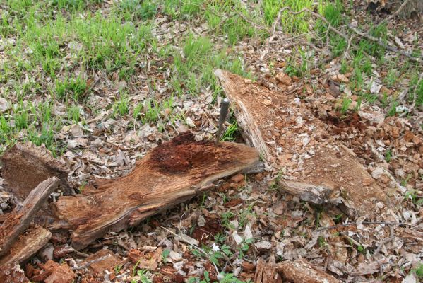 Heřmanův Městec, 19.4.2012
Zámecký park – Stará obora. Odlomená část kmene dubu osídlená kovaříky Lacon querceus.
Klíčová slova: Heřmanův Městec Zámecký park Stará obora Lacon querceus