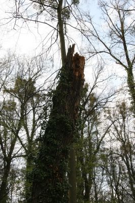 Heřmanův Městec, 19.4.2012
Zámecký park – Stará obora. Dub osídlený kovaříky Lacon querceus.


Klíčová slova: Heřmanův Městec Zámecký park Stará obora Lacon querceus
