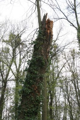 Heřmanův Městec, 19.4.2012
Zámecký park – Stará obora. Dub osídlený kovaříky Lacon querceus.



Klíčová slova: Heřmanův Městec Zámecký park Stará obora Lacon querceus