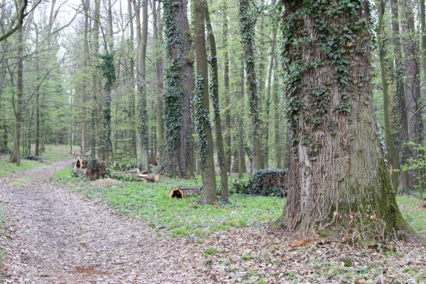Heřmanův Městec, 19.4.2012
Zámecký park – Stará obora.



Klíčová slova: Heřmanův Městec Zámecký park Stará obora