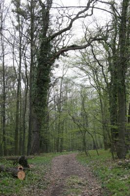 Heřmanův Městec, 19.4.2012
Zámecký park – Stará obora.



Klíčová slova: Heřmanův Městec Zámecký park Stará obora