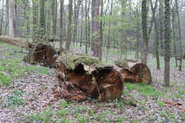 Heřmanův Městec, 19.4.2012
Zámecký park – Stará obora.



Klíčová slova: Heřmanův Městec Zámecký park Stará obora Ampedus pomorum