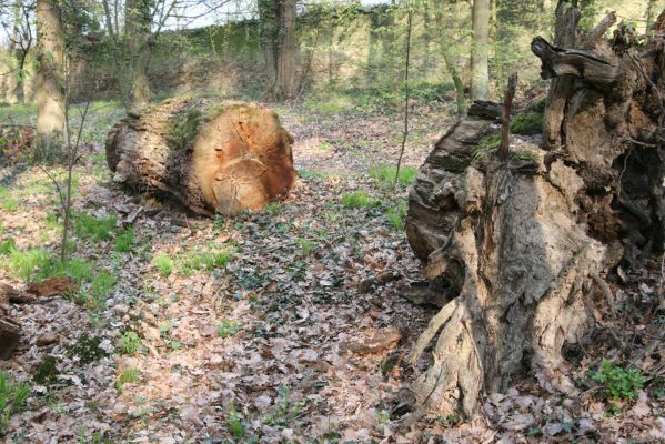 Heřmanův Městec, 19.4.2012
Zámecký park – Stará obora.



Klíčová slova: Heřmanův Městec Zámecký park Stará obora