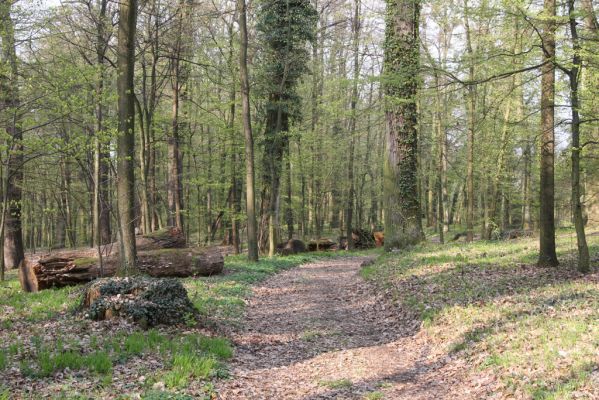 Heřmanův Městec, 19.4.2012
Zámecký park – Stará obora.



Klíčová slova: Heřmanův Městec Zámecký park Stará obora