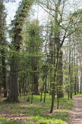 Heřmanův Městec, 19.4.2012
Zámecký park – Stará obora.



Klíčová slova: Heřmanův Městec Zámecký park Stará obora