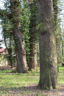 Heřmanův Městec, 19.4.2012
Zámecký park – Stará obora.


Klíčová slova: Heřmanův Městec Zámecký park Stará obora