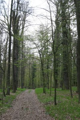 Heřmanův Městec, 19.4.2012
Zámecký park – Stará obora.


Klíčová slova: Heřmanův Městec Zámecký park Stará obora
