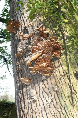 Heřmanův Městec, 19.4.2012
Zámecký park – Stará obora.



Klíčová slova: Heřmanův Městec Zámecký park Stará obora