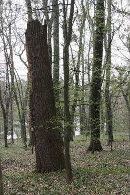 Heřmanův Městec, 19.4.2012
Zámecký park – Stará obora.



Klíčová slova: Heřmanův Městec Zámecký park Stará obora