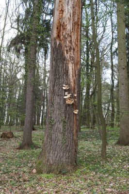 Heřmanův Městec, 19.4.2012
Zámecký park – Stará obora.



Klíčová slova: Heřmanův Městec Zámecký park Stará obora