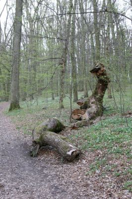 Heřmanův Městec, 19.4.2012
Zámecký park – Stará obora.



Klíčová slova: Heřmanův Městec Zámecký park Stará obora Crepidophorus mutilatus Elater ferrugineus páchník Osmoderma barnabita