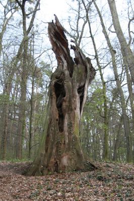 Heřmanův Městec, 19.4.2012
Zámecký park – Stará obora. Mrtvý dub.


Klíčová slova: Heřmanův Městec Zámecký park Stará obora