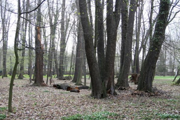 Heřmanův Městec, 19.4.2012
Zámecký park – Stará obora. Olšina u Podolského potoka.


Klíčová slova: Heřmanův Městec Zámecký park Stará obora