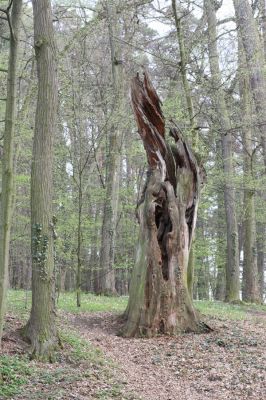 Heřmanův Městec, 19.4.2012
Zámecký park – Stará obora.


Schlüsselwörter: Heřmanův Městec Zámecký park Stará obora