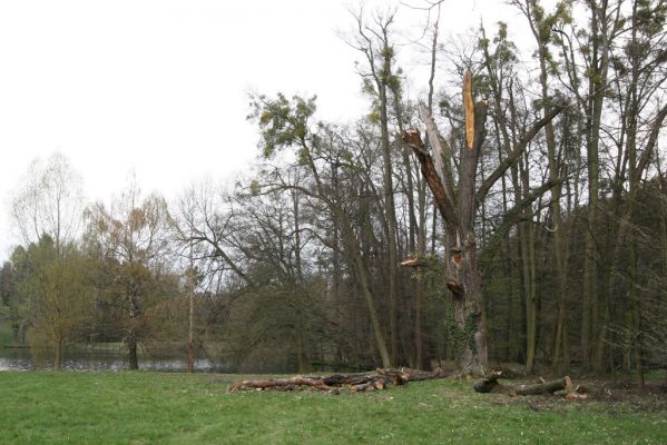 Heřmanův Městec, 19.4.2012
Zámecký park – Stará obora. Dub u Zámeckého rybníka.
Klíčová slova: Heřmanův Městec Zámecký park Stará obora