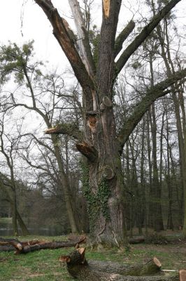 Heřmanův Městec, 19.4.2012
Zámecký park – Stará obora. Dub u Zámeckého rybníka.



Klíčová slova: Heřmanův Městec Zámecký park Stará obora