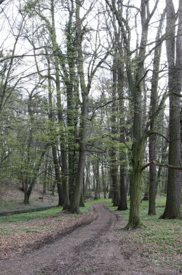 Heřmanův Městec, 19.4.2012
Zámecký park – Stará obora.



Klíčová slova: Heřmanův Městec Zámecký park Stará obora