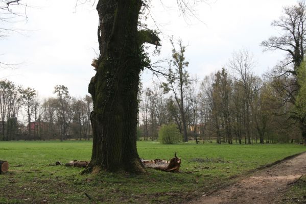 Heřmanův Městec, 19.4.2012
Zámecký park – Stará obora. Dub u Zámeckého rybníka.



Klíčová slova: Heřmanův Městec Zámecký park Stará obora