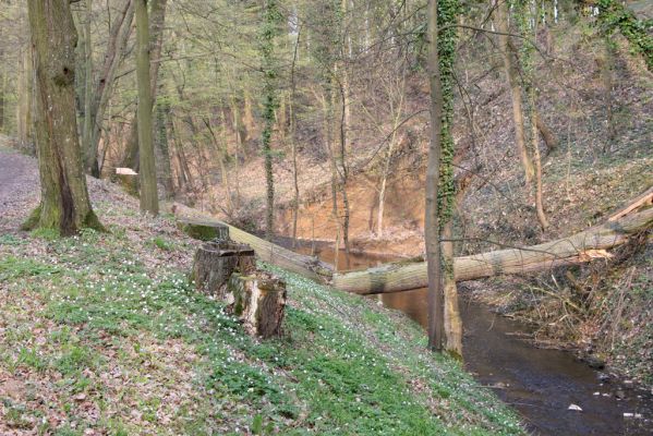 Heřmanův Městec, 19.4.2012
Zámecký park – Stará obora. Podolský potok.



Klíčová slova: Heřmanův Městec Zámecký park Stará obora