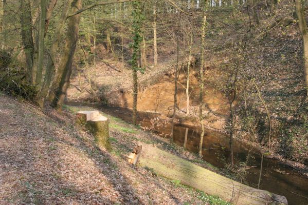 Heřmanův Městec, 19.4.2012
Zámecký park – Stará obora. Podolský potok.



Klíčová slova: Heřmanův Městec Zámecký park Stará obora