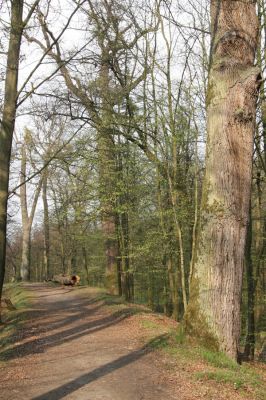 Heřmanův Městec, 19.4.2012
Zámecký park – Stará obora. U Zámeckého rybníka.


Klíčová slova: Heřmanův Městec Zámecký park Stará obora