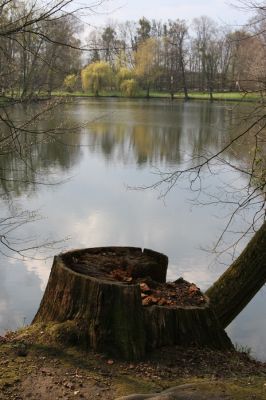 Heřmanův Městec, 19.4.2012
Zámecký park – Stará obora. Zámecký rybník.



Klíčová slova: Heřmanův Městec Zámecký park Stará obora