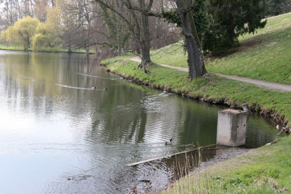 Heřmanův Městec, 19.4.2012
Zámecký park – Stará obora. Zámecký rybník.



Klíčová slova: Heřmanův Městec Zámecký park Stará obora