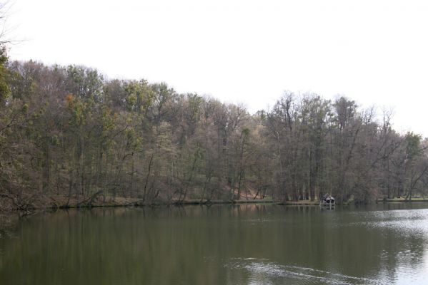Heřmanův Městec, 19.4.2012
Zámecký park – Stará obora. Zámecký rybník.



Klíčová slova: Heřmanův Městec Zámecký park Stará obora