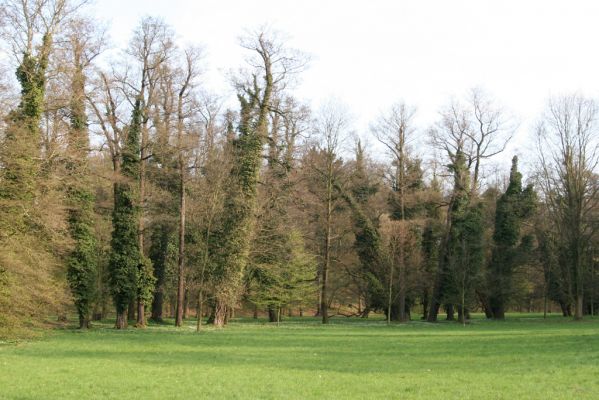 Heřmanův Městec, 19.4.2012
Zámecký park.



Klíčová slova: Heřmanův Městec zámecký park