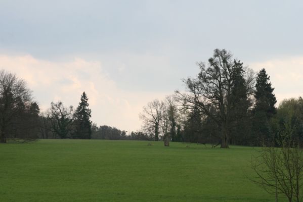 Heřmanův Městec, 19.4.2012
Zámecký park.


Klíčová slova: Heřmanův Městec zámecký park