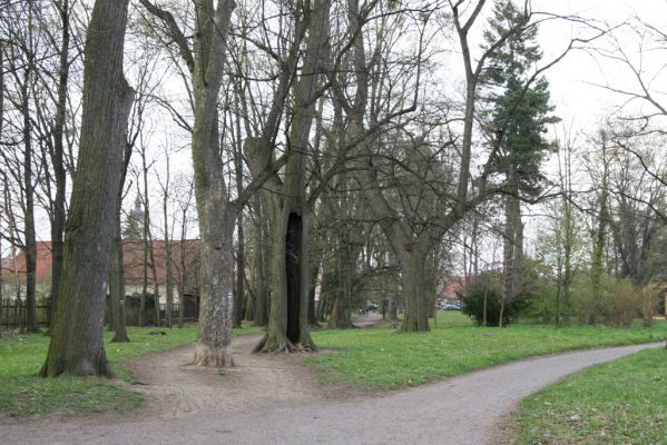 Heřmanův Městec, 19.4.2012
Zámecký park.



Klíčová slova: Heřmanův Městec zámecký park