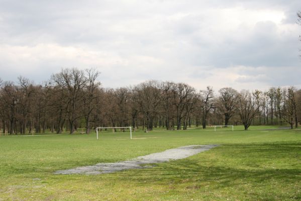 Heřmanův Městec, 19.4.2012
Městský park na území bývalé Bažantnice.



Keywords: Heřmanův Městec městský park bývalá Bažantnice