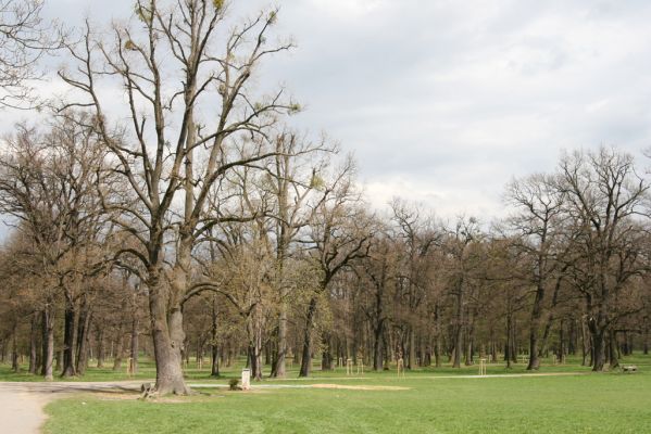 Heřmanův Městec, 19.4.2012
Městský park na území bývalé Bažantnice.



Schlüsselwörter: Heřmanův Městec městský park bývalá bažantnice