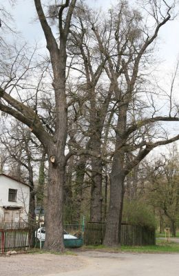 Heřmanův Městec, 19.4.2012
Městský park na území bývalé Bažantnice.



Klíčová slova: Heřmanův Městec městský park bývalá Bažantnice