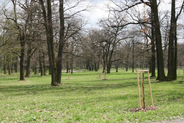 Heřmanův Městec, 19.4.2012
Městský park na území bývalé Bažantnice.



Klíčová slova: Heřmanův Městec městský park bývalá bažantnice