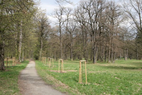 Heřmanův Městec, 19.4.2012
Městský park na území bývalé Bažantnice.



Klíčová slova: Heřmanův Městec městský park bývalá bažantnice