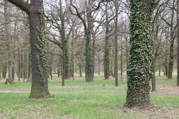 Heřmanův Městec, 19.4.2012
Městský park na území bývalé Bažantnice.



Klíčová slova: Heřmanův Městec městský park bývalá Bažantnice
