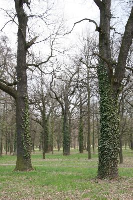 Heřmanův Městec, 19.4.2012
Městský park na území bývalé Bažantnice.
Klíčová slova: Heřmanův Městec městský park bývalá Bažantnice