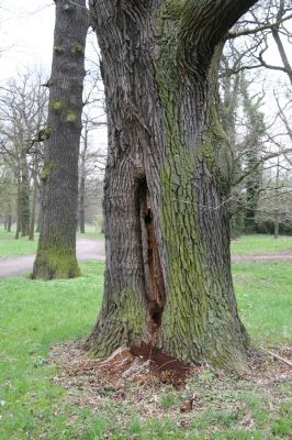 Heřmanův Městec, 19.4.2012
Městský park na území bývalé Bažantnice.
Klíčová slova: Heřmanův Městec městský park bývalá Bažantnice páchník Osmoderma barnabita