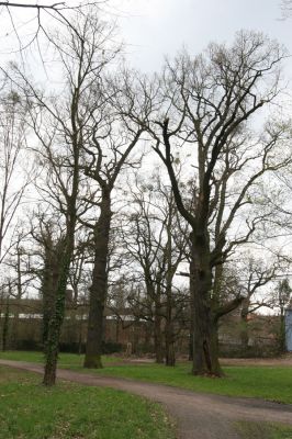 Heřmanův Městec, 19.4.2012
Městský park na území bývalé Bažantnice.
Klíčová slova: Heřmanův Městec městský park bývalá Bažantnice