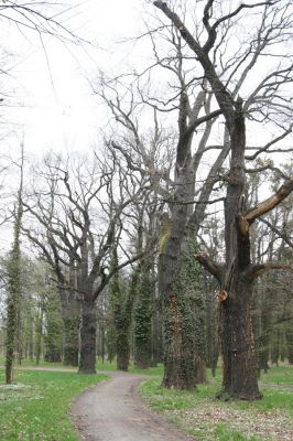 Heřmanův Městec, 19.4.2012
Městský park na území bývalé Bažantnice.


Klíčová slova: Heřmanův Městec městský park bývalá Bažantnice