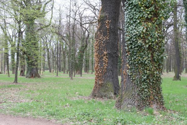 Heřmanův Městec, 19.4.2012
Městský park na území bývalé Bažantnice.
Klíčová slova: Heřmanův Městec městský park bývalá Bažantnice