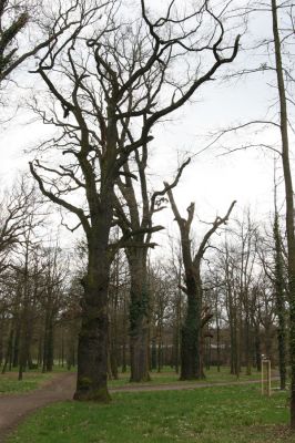 Heřmanův Městec, 19.4.2012
Městský park na území bývalé Bažantnice.
Klíčová slova: Heřmanův Městec městský park bývalá Bažantnice