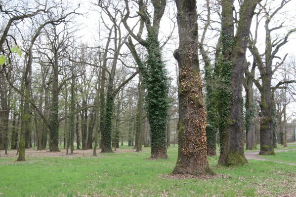 Heřmanův Městec, 19.4.2012
Městský park na území bývalé Bažantnice.
Klíčová slova: Heřmanův Městec městský park bývalá Bažantnice