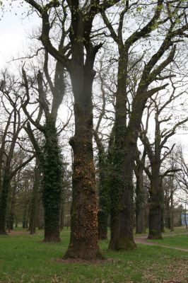 Heřmanův Městec, 19.4.2012
Městský park na území bývalé Bažantnice.
Klíčová slova: Heřmanův Městec městský park bývalá Bažantnice