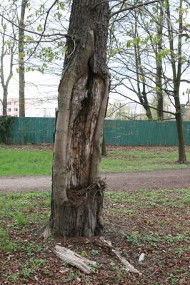 Heřmanův Městec, 19.4.2012
Městský park na území bývalé Bažantnice. Jírovec osídlený kovaříky Elater ferugineus.
Klíčová slova: Heřmanův Městec městský park bývalá Bažantnice Elater ferugineus
