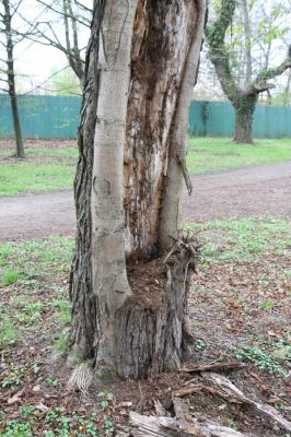 Heřmanův Městec, 19.4.2012
Městský park na území bývalé Bažantnice. Jírovec osídlený kovaříky Elater ferrugineus.
Klíčová slova: Heřmanův Městec městský park bývalá Bažantnice Elater ferugineus