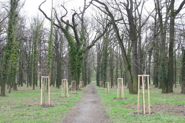 Heřmanův Městec, 19.4.2012
Městský park na území bývalé Bažantnice.
Klíčová slova: Heřmanův Městec městský park bývalá Bažantnice