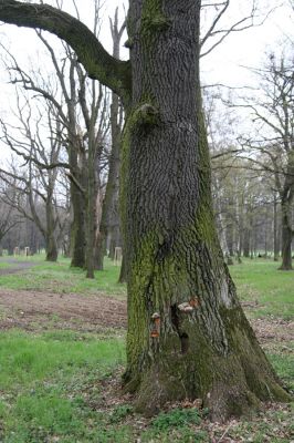 Heřmanův Městec, 19.4.2012
Městský park na území bývalé Bažantnice.
Klíčová slova: Heřmanův Městec městský park bývalá Bažantnice