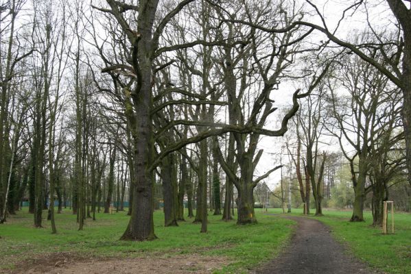 Heřmanův Městec, 19.4.2012
Městský park na území bývalé Bažantnice.
Klíčová slova: Heřmanův Městec městský park bývalá Bažantnice